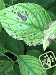 Septoria hydrangeae