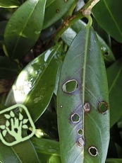 Xanthomonas arboricol pv. pruni / Cercospora sp.