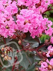 Lagerstroemia indica´Rhapsody in Pink´