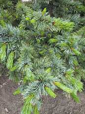 Pinus Aristata