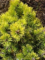 Pinus mugo ´Ophir´