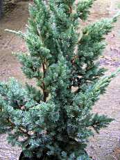 Juniperus squamata´Meyeri´