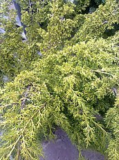 Juniperus chinensis ´Spartan´  