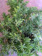 Juniperus conferta´Blue Pacific´