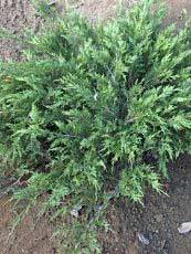 Juniperus sabina´Arcadia´