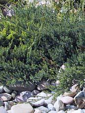 Juniperus horizontalis´Prostrata´
