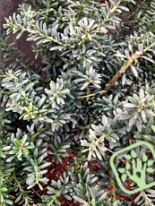 Podocarpus Lawrencii ´Blue Gem´