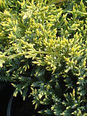 Juniperus squamata´Holger´