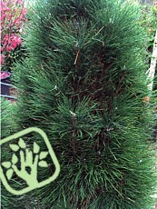 Pinus nigra ´Green Tower´
