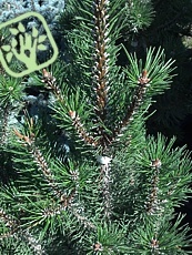 Pinus mugo ´Rigi´