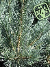 Pinus flexis ´Glauca´