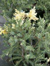 Juniperus davurica ´Expanda variegata´
