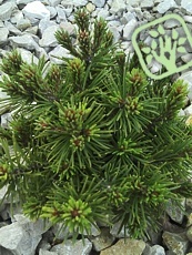 Pinus mugo ´Fischleinboden´