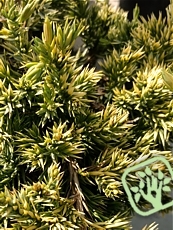 Juniperus procumbens´Kishiogima´