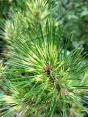 Pinus densiflora ´Golden Ghost´