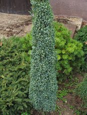 Juniperus communis´Compressa´