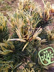Pinus parviflora ´Goldilocks’