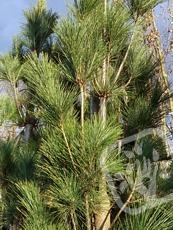 Pinus strobus´Stowe Pillar´