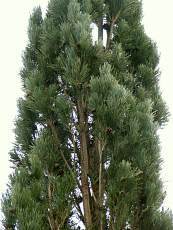 Pinus sylvestris´Fastigiata´ 