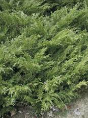 Juniperus sabina´Tamariscifolia´