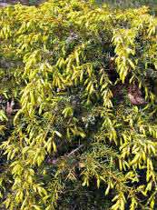 Juniperus communis´Depresa Aurea´