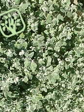 Helichrysum petiolare ´Silver´