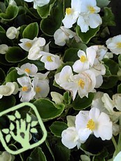 Begonia semperflorens ´Sprint White´ 