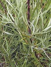 Salix rozmarinifolia