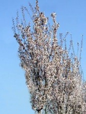 Prunus hillieri 'Spire'