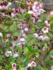 Prunus incisa ´Kojo-No-Mai´