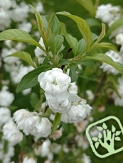 Prunus glandulosa ´Alba Plena´