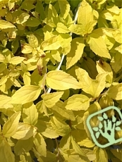 Spiraea japonica ‘Golden Carpet’