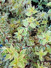 Abelia grandiflora ´Radiance´