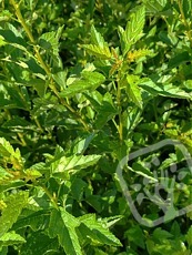 Physocarpus opulifolius 'Little Greeny'