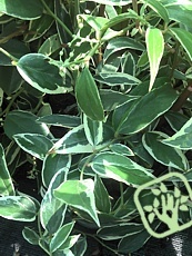 Leucothoe fontanesiana ´Whitewater´