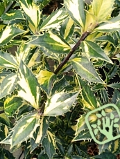 Ilex aquifolium 'Myrtifolia Aurea Maculata