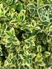 Euonymus fortunei ‘Emerald’ n Gold’ 
