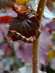 Erannis defoliara , Geometridae spp.