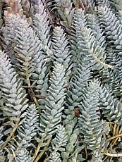 Euphorbia myrsinites 