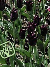 Tulipa ´Havran´ - Triumph hybrid