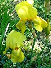 Iris x hybrida ´Sunny Dawn´