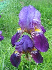 Iris x barbata elatior