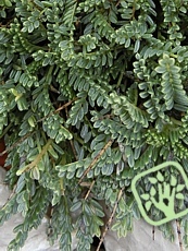 Astragalus angustifoliu