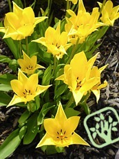Tulipa ´West Point´ - Liliflora hybrid