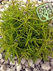 Santolina rosmarinifolia ´Lemon Fizz´