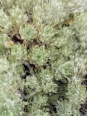 Artemisia schmidtiana ´Nana´