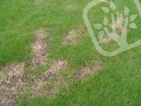 poškodenie trávnika herbicídom