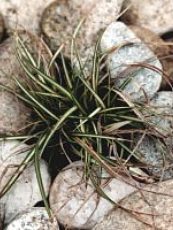 Carex ornithopoda ´Variegata´ 