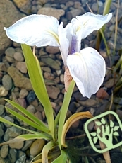 Iris laevigata ´Snowdrift´