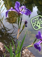 Iris versicolor ´Dark Aura´